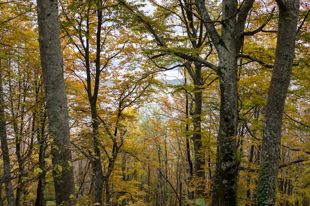 Schöne Naturlandschaft in der Sommerzeit