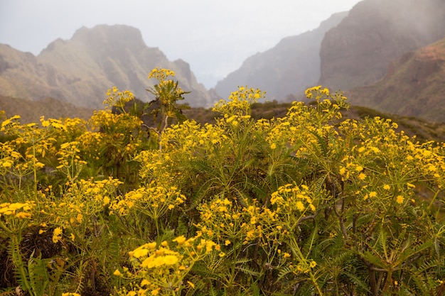 Schöne Naturlandschaft in Teneriffa, Spanien. Erstaunliche wilde Natur in Europa.