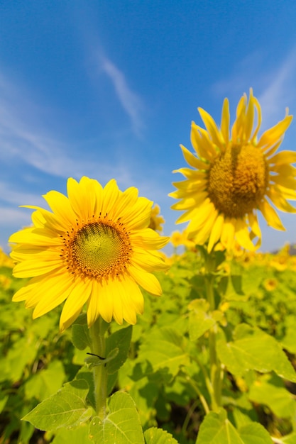 Schöne Naturlandschaft mit Sonnenblumenfeldern.