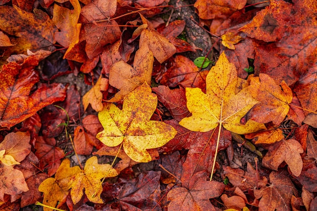 Foto schöne naturnahaufnahme. goldorange herbstblätter im park, natürlicher hintergrund des herbstes auf friedlichem