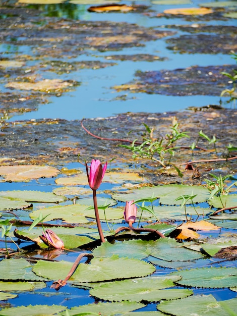 Schöne Naturrosa waterlily Blume oder Lotosblume und Lotospflanze, Lotosblatt auf Wasseroberfläche im See oder im Teich