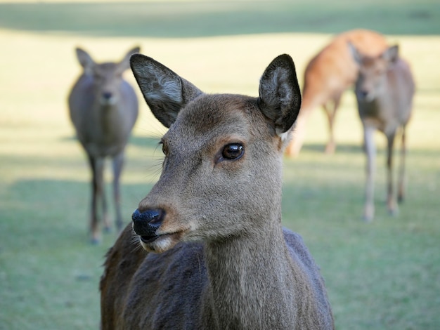 Schöne Naturrotwild in Nara-Park. Japan-Reisekonzept