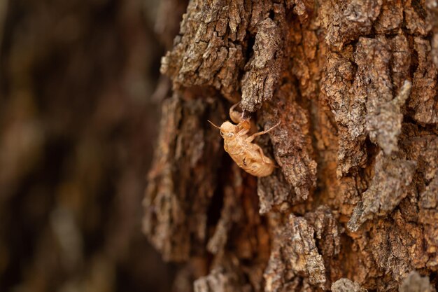 Schöne Naturszene Makrozikaden, die auf dem Baum häuten Zikaden wachsen zu erwachsenen Insekten heran