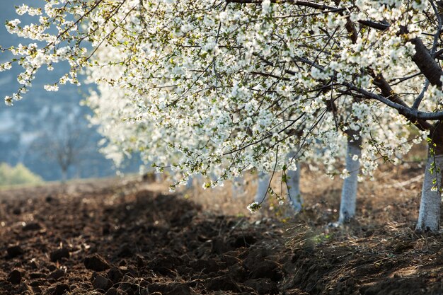 Schöne Naturszene mit blühendem Baum und Sonneneruption