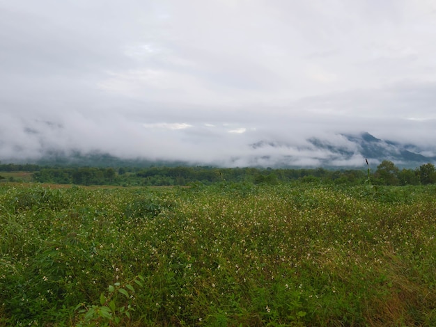 Schöne Nebellandschaft in den Bergen