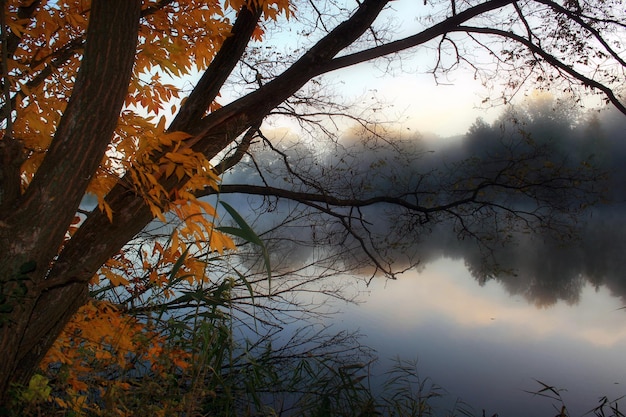Schöne neblige Herbstdämmerung am Fluss mit Bäumen