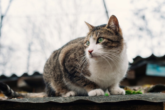 Schöne obdachlose Katze auf dem Dach eines alten zerstörten Hauses. Das Konzept des Schutzes und der Unterstützung von Tieren.