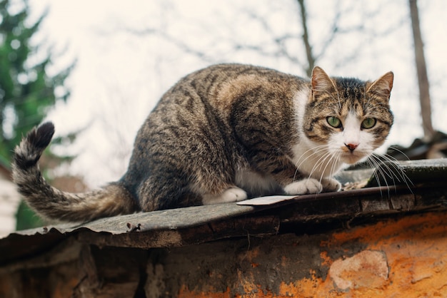 Schöne obdachlose Katze auf dem Dach eines alten zerstörten Hauses. Das Konzept des Schutzes und der Unterstützung von Tieren.