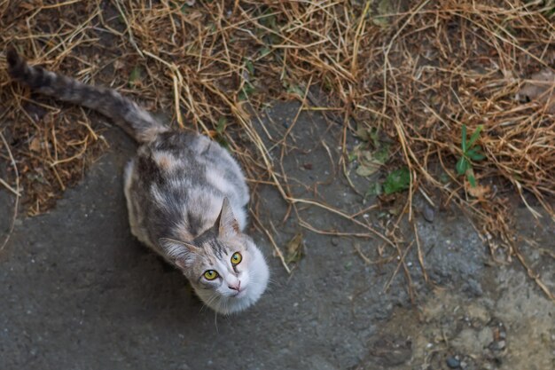 Schöne obdachlose Katze bittet um Futter