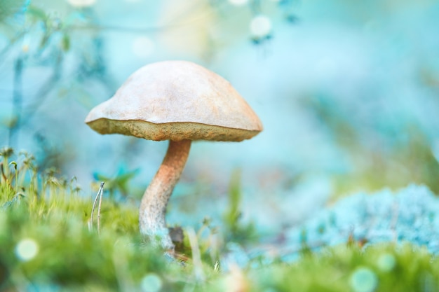 Schöne orange Birke Leccinum Bolete im Herbstwald. Leccinum versipelle Pilz in Moosflechten Cladonia rangiferina.