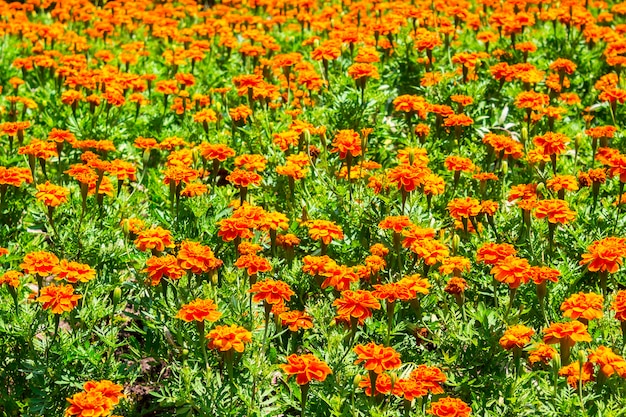 Schöne orange Blumen mit grünem Blatt