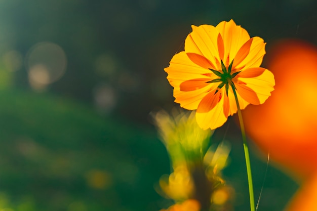 Schöne orange Blumen vor Sonnenuntergang im Garten.