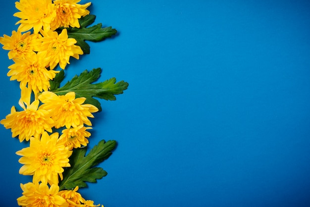 Schöne orange Chrysanthemen liegen auf einem blauen Tisch.