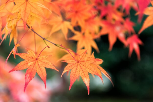 Schöne orange Farbe von Ahornblättern im Herbst