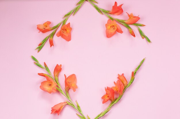 Schöne orange Gladiolusblume auf rosa Hintergrund