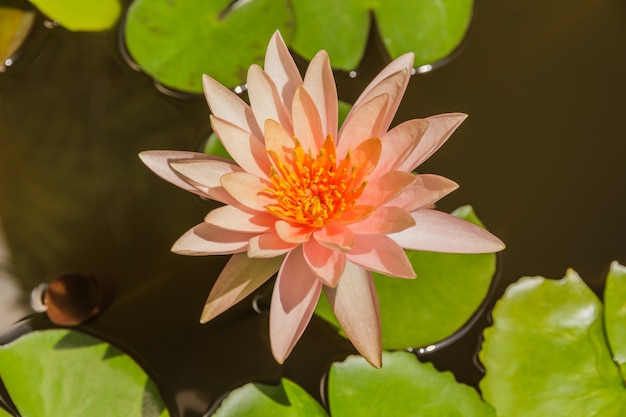 Schöne orange Lilien im Teich