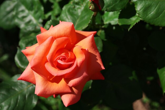 Schöne orange Rose über grünem Blatthintergrund