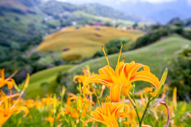 Schöne orange Taglilie Blumenfarm auf Sixty Rock Mountain (Liushidan Berg) mit blauem Himmel und Wolke, Fuli, Hualien, Taiwan, Nahaufnahme, Kopienraum