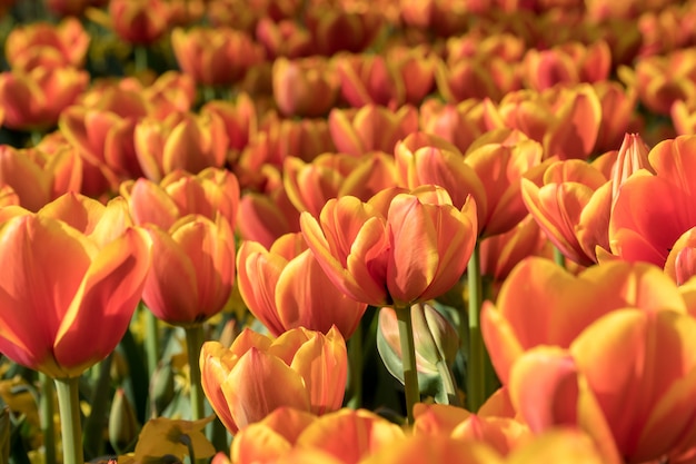 Schöne orange Tulpen