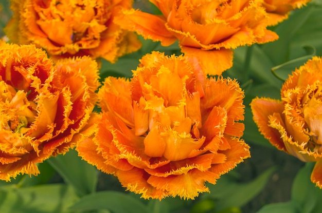 Schöne orange Tulpenblume auf grünem Hintergrund