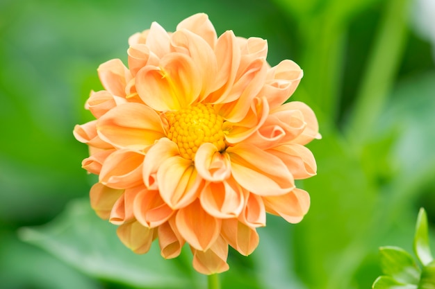 Schöne orange Zinniablume im Garten.