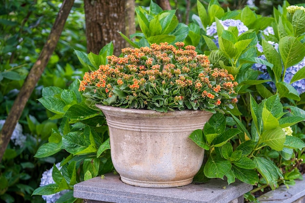 Foto schöne orangefarbene blüten in einem steinblumentopf in einem tropischen garten in der stadt danang, vietnam