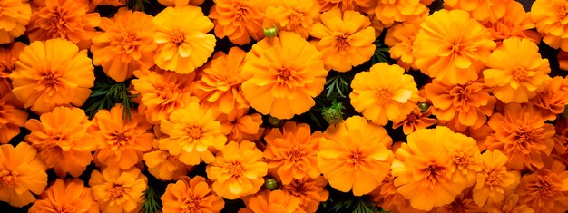 schöne orangefarbene Blüten von Marigolds Hintergrund von Marigold