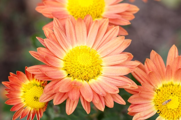 Schöne orangefarbene Blumen unter Sonnenlicht. Nahaufnahme.