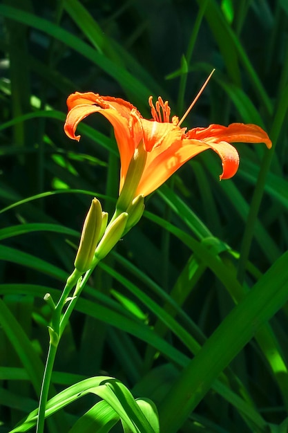 schöne orangefarbene Lilie, die im Garten wächst