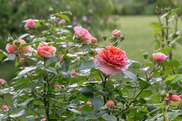 Schöne orangefarbene nostalgische Rose in einem Garten nach Regen