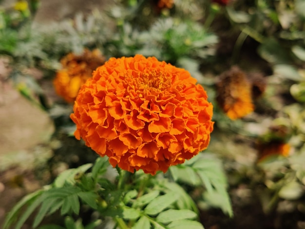 Schöne orangefarbene Ringelblume isoliert auf natürlichem Hintergrund.