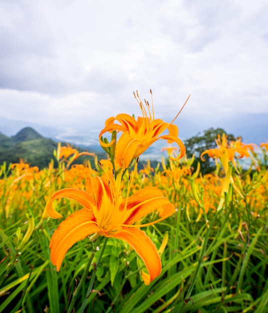 Schöne orangefarbene Taglilien-Blumenfarm auf dem Berg Sixty Rock Mountain Liushidan mit blauem Himmel und Wolken Fuli Hualien Taiwan Nahaufnahme Kopierraum