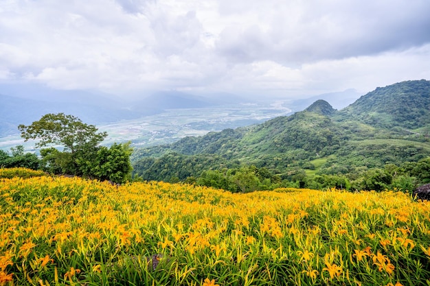Schöne orangefarbene Taglilien-Blumenfarm auf dem Berg Sixty Rock Mountain Liushidan mit blauem Himmel und Wolken Fuli Hualien Taiwan Nahaufnahme Kopierraum