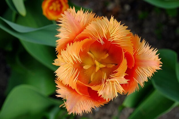 Schöne orangefarbene Tulpenblüten im Garten