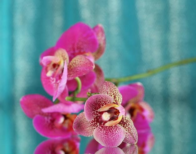 Foto schöne orchidee auf blauem hintergrund