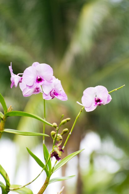 Schöne Orchidee auf grünem Hintergrund