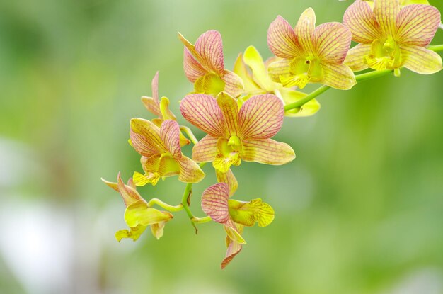 Schöne Orchidee auf grünem Hintergrund