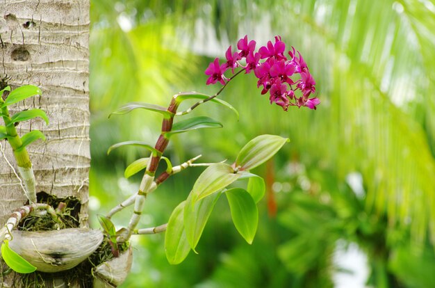 Schöne orchidee auf grünem hintergrund