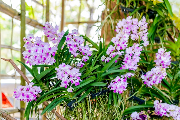 Schöne Orchidee aus dem Garten