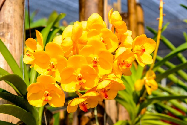 Schöne Orchidee aus dem Garten