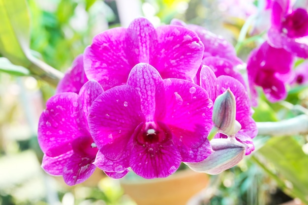 Schöne Orchidee im Garten
