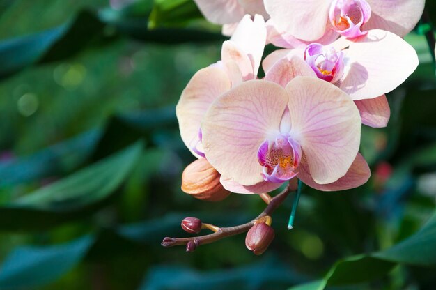 Schöne Orchidee in der Natur