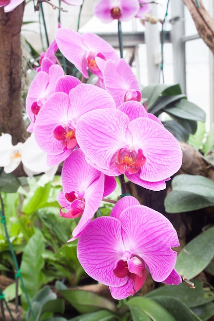 Schöne Orchidee, Phalaenopsis im Glashaus