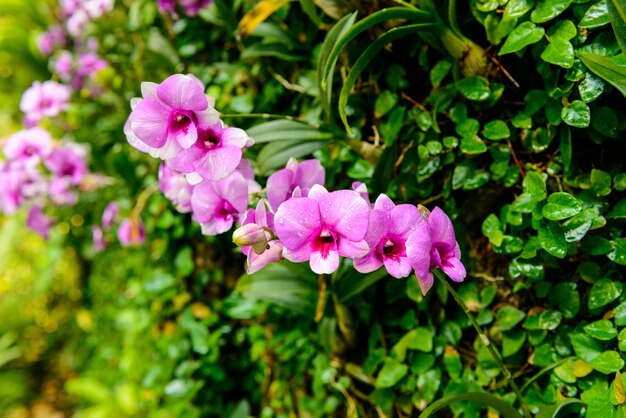 Schöne Orchidee vom Garten