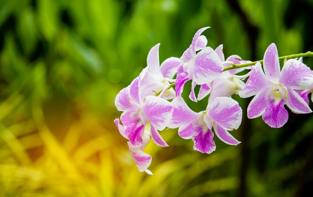 Schöne Orchideen, die auf einem grünen natürlichen Hintergrund blühen.