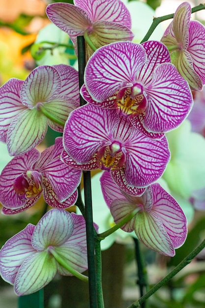 Schöne Orchideen im Garten, Phalaenopsis