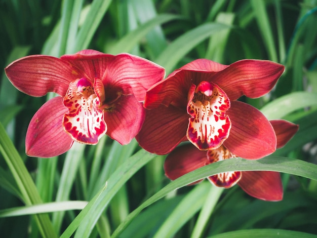 Schöne Orchideen im Garten