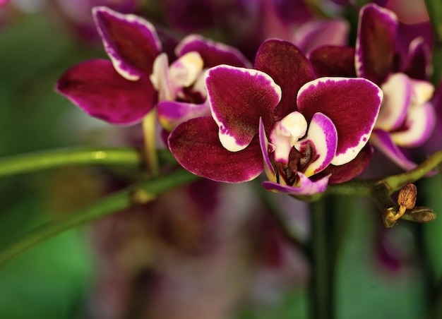 Schöne Orchideen in der Natur aus nächster Nähe