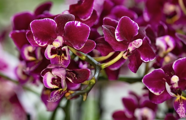 Schöne Orchideen in der Natur aus nächster Nähe