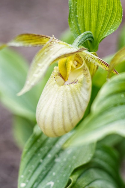 Schöne Orchideen in verschiedenen Farben